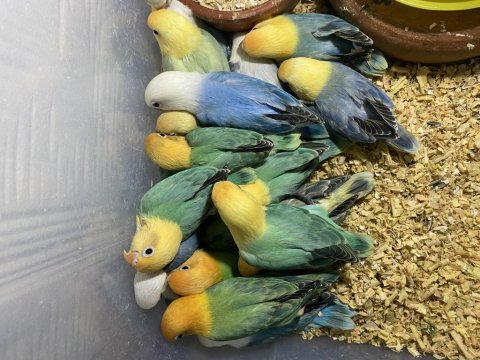Cennet papağanı yavru (üst mutasyon)