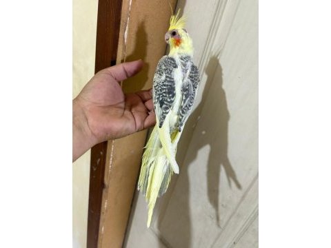 57 günlük kusursuz pied sultan bebek