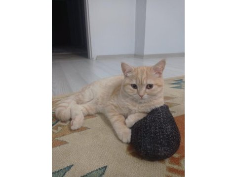 Anne british shorthair 8 aylık erkek full eğitimli