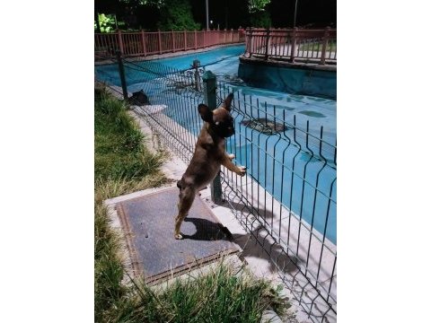 3 aylık akıllı orijinal french bulldog ankara