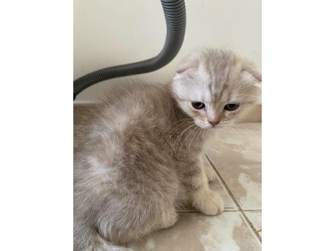 2 aylık scottish fold bebekler