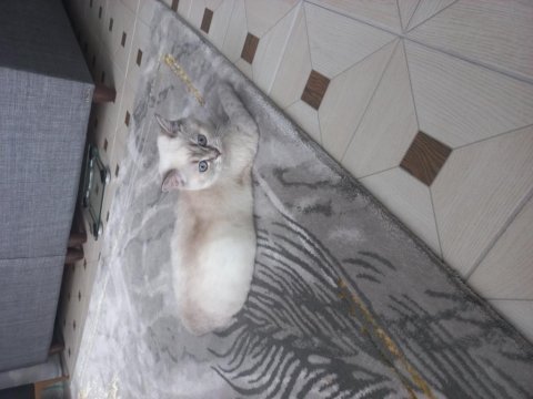 British shorthair blue point