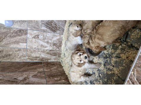 Maltipoo yavrularimiz