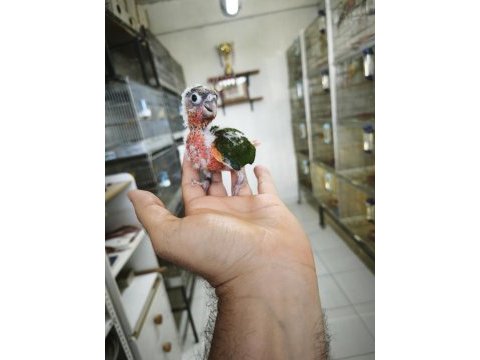 Nadir bir renk nadir bulunan son bebek konur