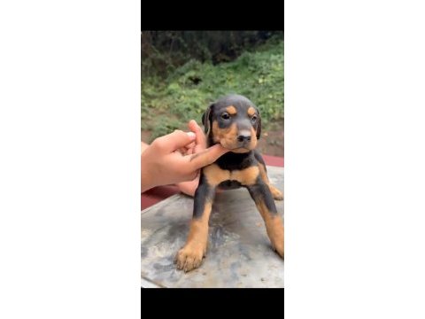 A kalite doberman yavrular
