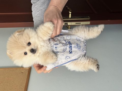 Show kalite pomeranian boo bebeklerim
