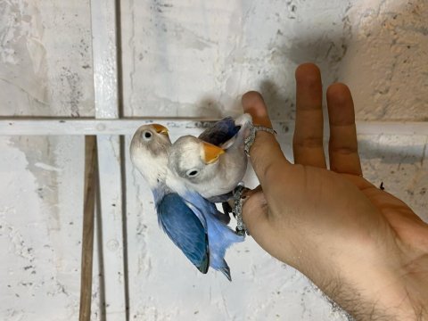 El besleme cennet papağanı bebeler kalite