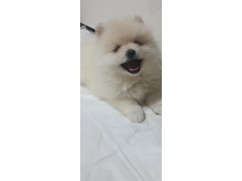 Pomeranian boo erkek ve dişi yavrularımız