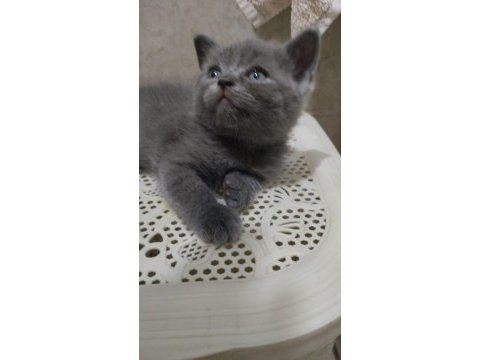 Sütlü kahve whiskas gri beyaz renklerde dişi erkek british