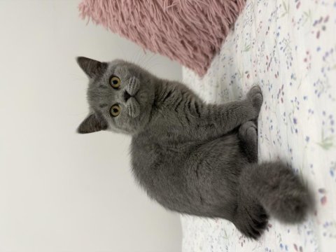 British shorthair 2 aylık dişi