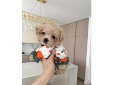 Tea cup maltipoo bebeklerimiz