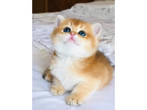 A kalite british shorthair golden yavrular