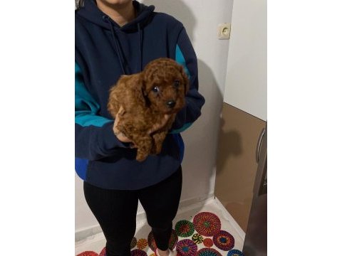 Ömür boyu ırk garantili dark ve red brown toy poodle