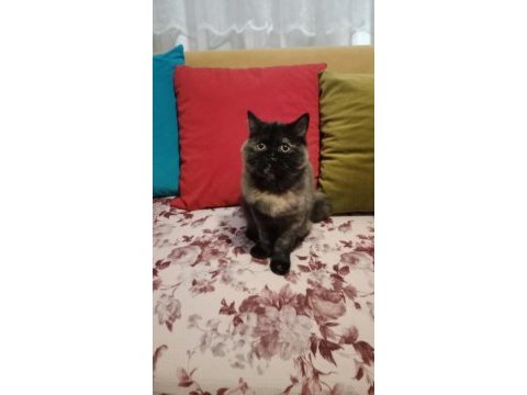 Yavrularımızı sahiplendiriyoruz scottish fold