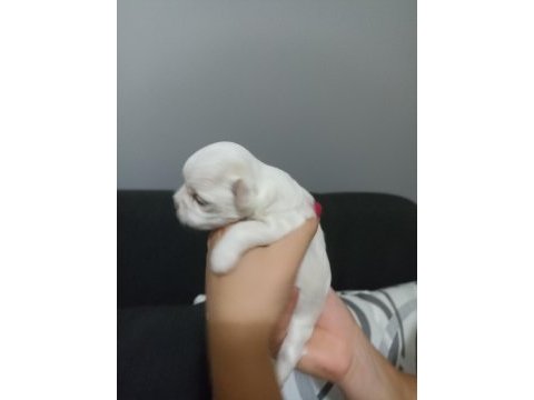 Şecereli kore maltese