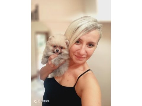 Minnak pomeranian boo bebekler