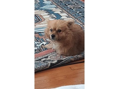 Shiba inu mix breeds köpeğimiz