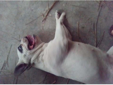 French bulldog köpeğimiz