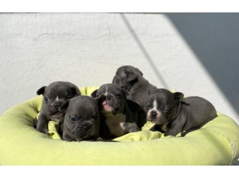 Egzotik blue french bulldog bebeklerimiz