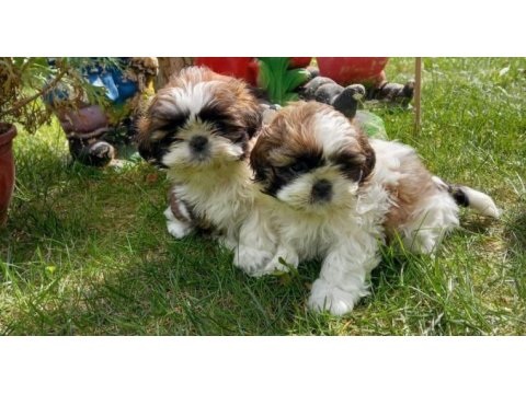 A kalite shih tzu yavrularımız ırk sağlık garantilidir