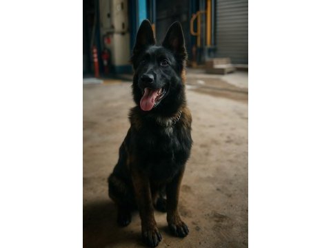 Sevgine zamanına emeğine değecek köpek arayanlara