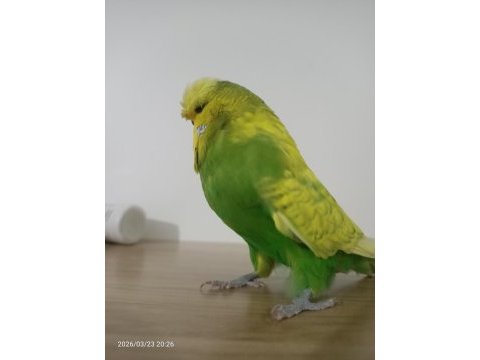 Jumbo yetişkin erkek muhabbet kuşu