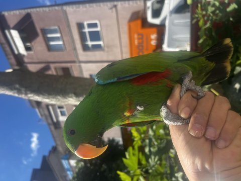 Erkek full evcil yavru eclectus
