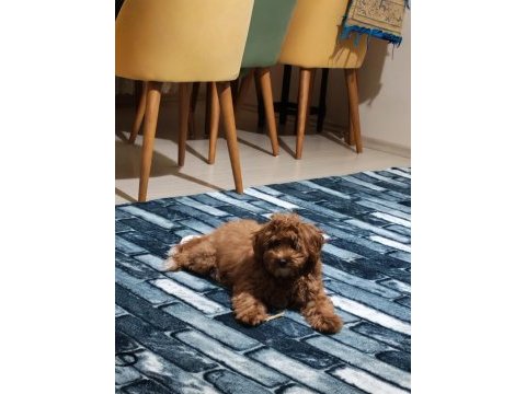 Dünya tatlısı şeker gibi toy poodle
