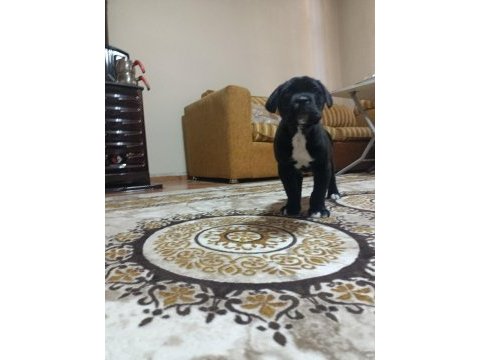 A class şecereli kaliteli cane corso yavru