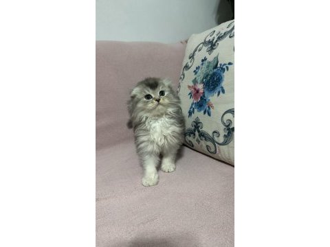 Acil uyguna vereceğim scottish fold