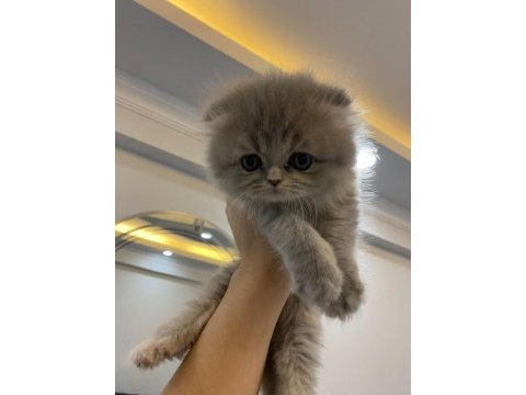 Sağlıklı iran kedisi erkek