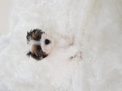Biewer yorkshire terrier