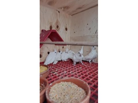 Albino sultan papağanları