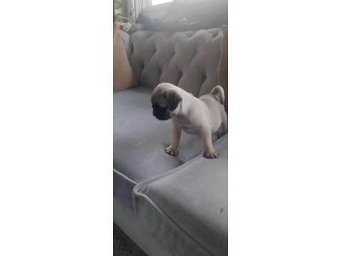 Sevimli yavru pug