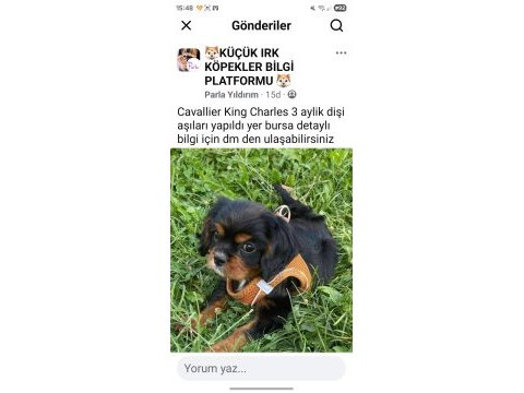 Dişi 3 aylık cavalier