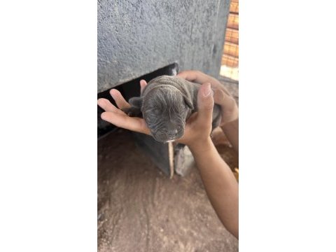 Sahiplendirilmeye hazır cane corso yavrular