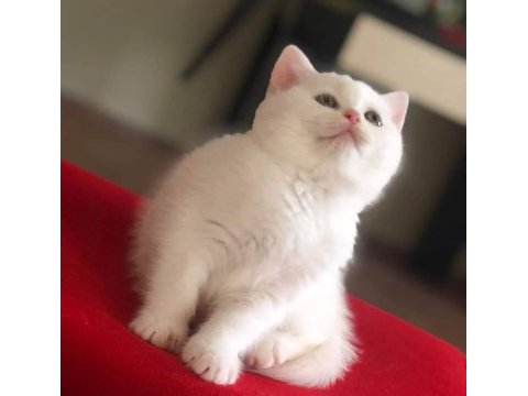 Rezerve satışa hazır british shorthair yavrular