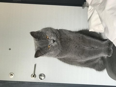 Full şecereli british shorthair oğlumuz dumana eş arıyoruz