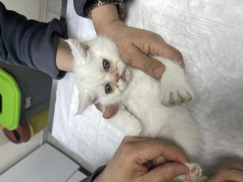 Eryaman beyaz chinchilla