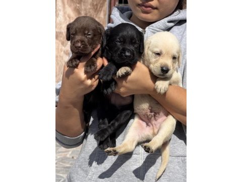 Labrador redriever çok şirin yavrular 