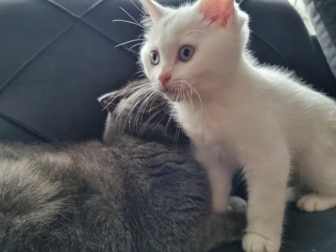 Beyaz british shorthair kedimiz