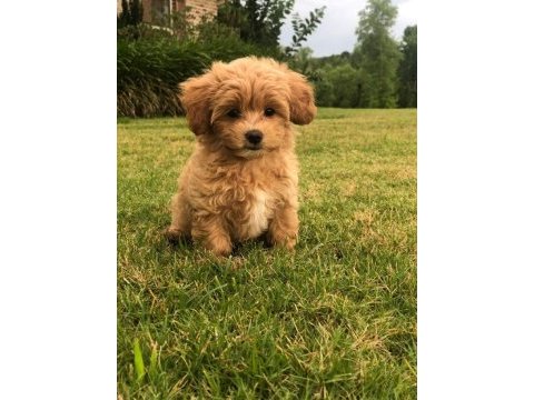 Irk ve sağlık garantili kıvırcık maltipoo bebekler