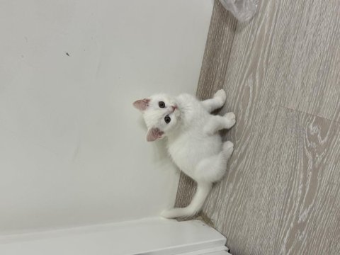 British shorthair yavru erkek