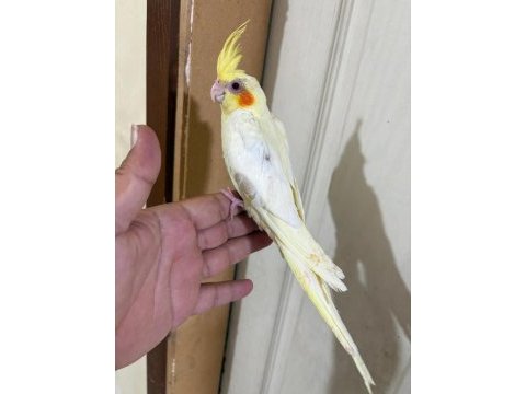 49 günlük lutino bebek sultan papağanı