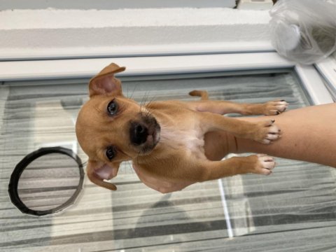 2 aylık minyatür pinscher sarı kahvemsi renk sağlıklı