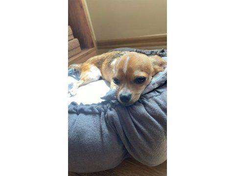 Chihuahua 8 aylık erkek