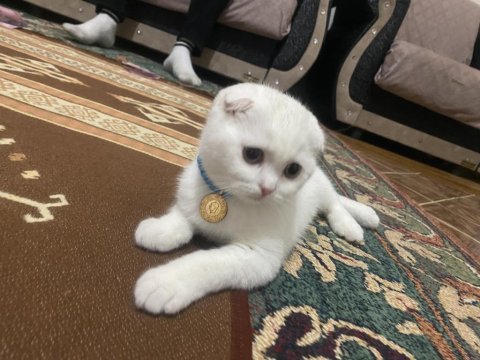 Beyaz scottish fold