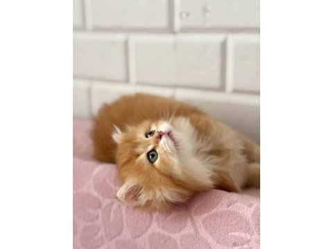 British longhair golden by11 disi