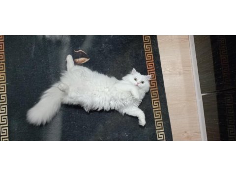 11 aylık british longhair oğluma eş arıyorum