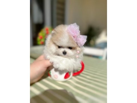 Teacup mini boy particolor pomeranian prenses
